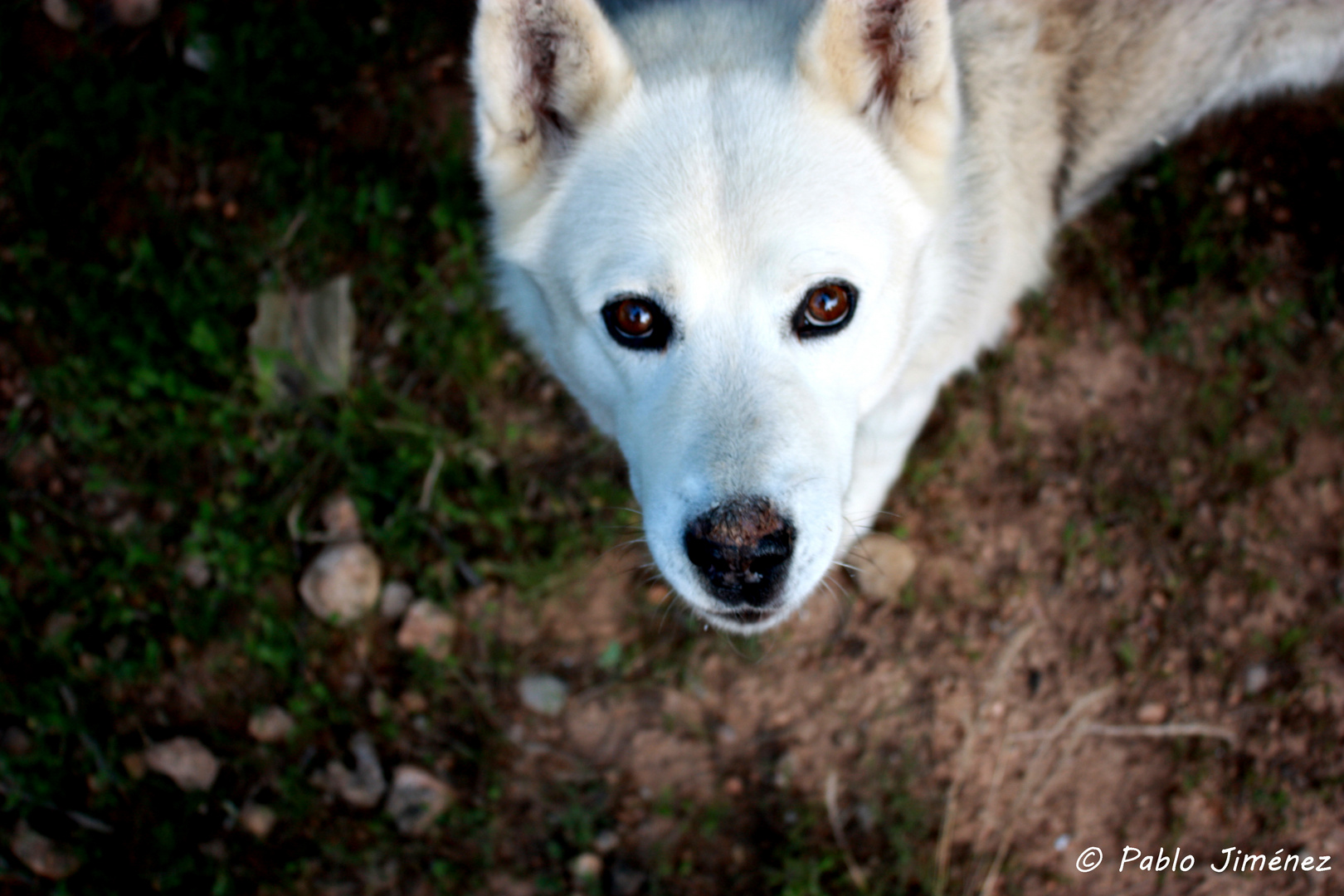 Curiosa mirada