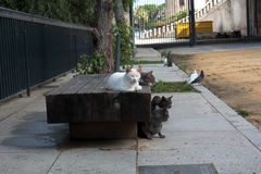 curiosa reunión: gatos y palomas.