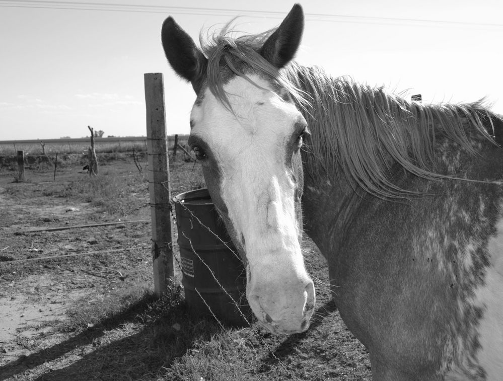 Curiosidad del caballo...