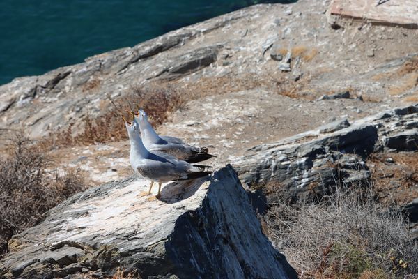  Curiosidades de las gaviotas