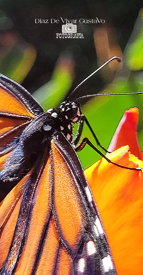 Curiosidades interesantes sobre las mariposas monarcas - Diaz De Vivar Gustavo