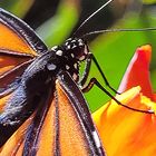 Curiosidades interesantes sobre las mariposas monarcas - Diaz De Vivar Gustavo