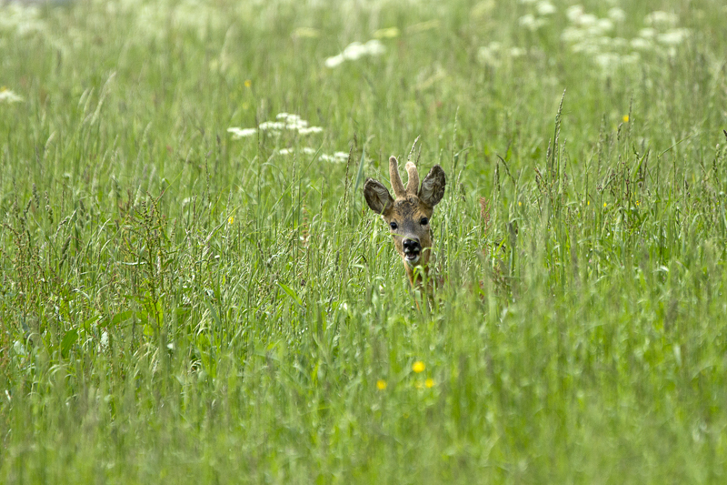 Curiosità