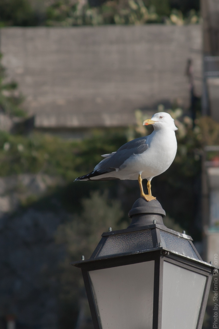 Curiosità del gabbiano