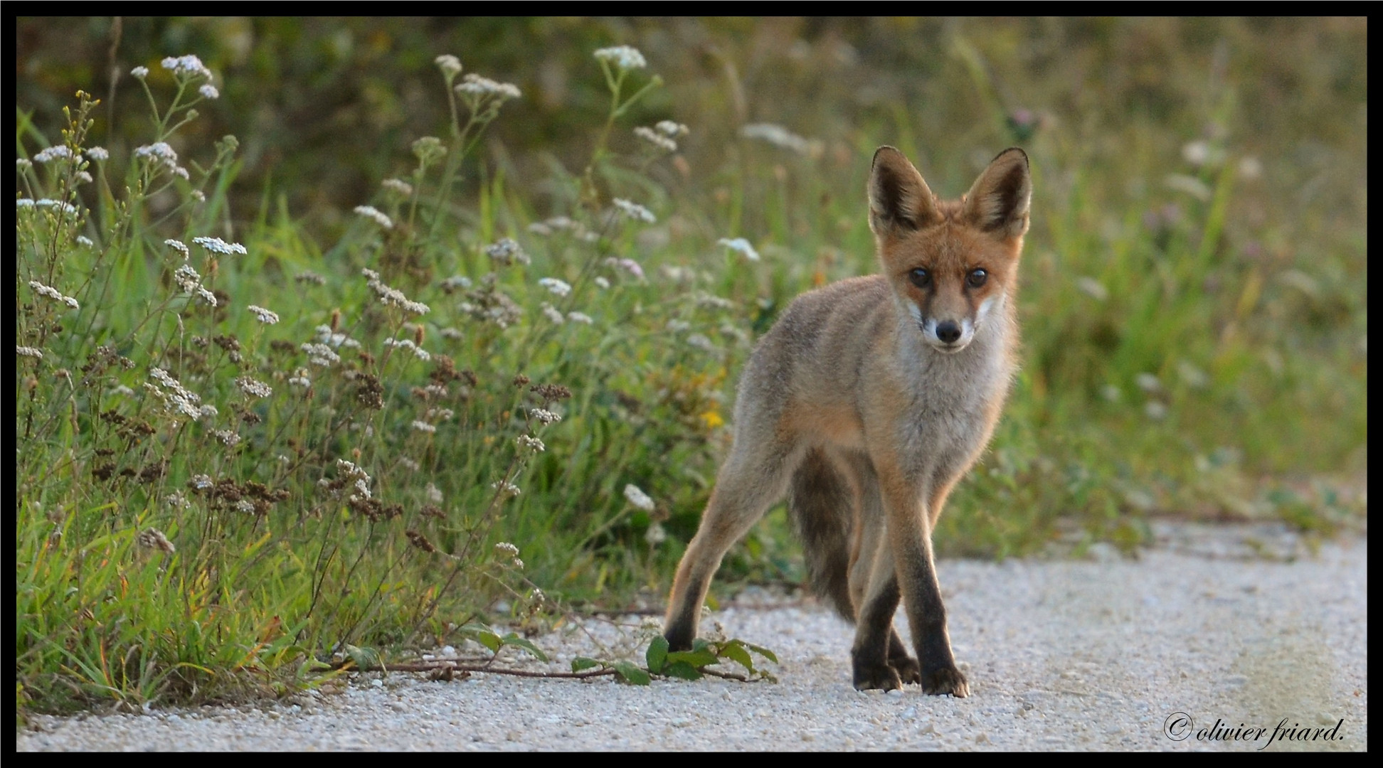 curiosité d'un jeune renard.