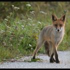 curiosité d'un jeune renard.