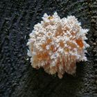 Curiosité mycologique