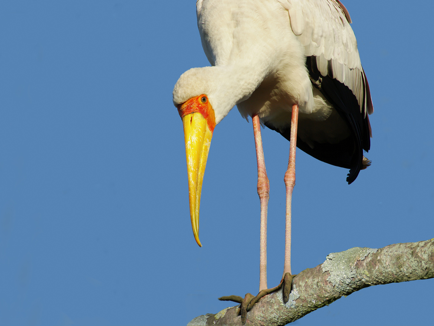 Curiosité (Mycteria ibis, tantale ibis)