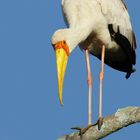 Curiosité (Mycteria ibis, tantale ibis)