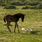 Curioso come un cucciolo.