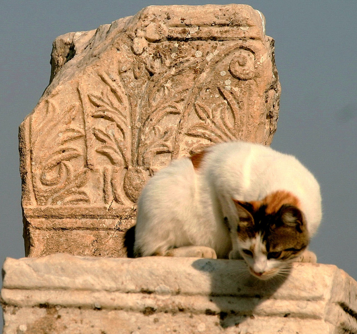 Curioso gato romano