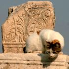 Curioso gato romano