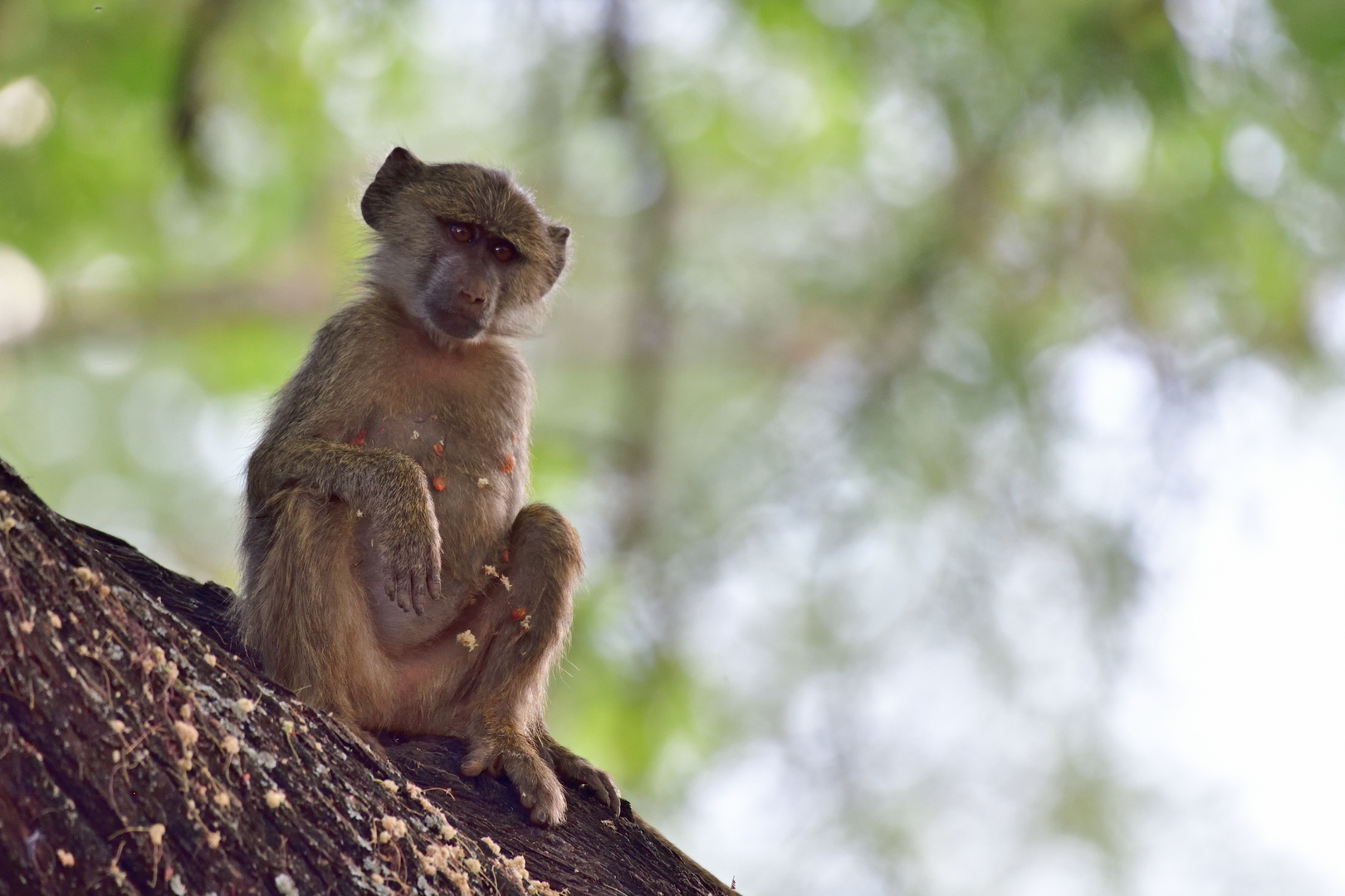 Curious baboon