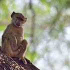 Curious baboon