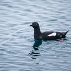 Curious Black Guillemot 