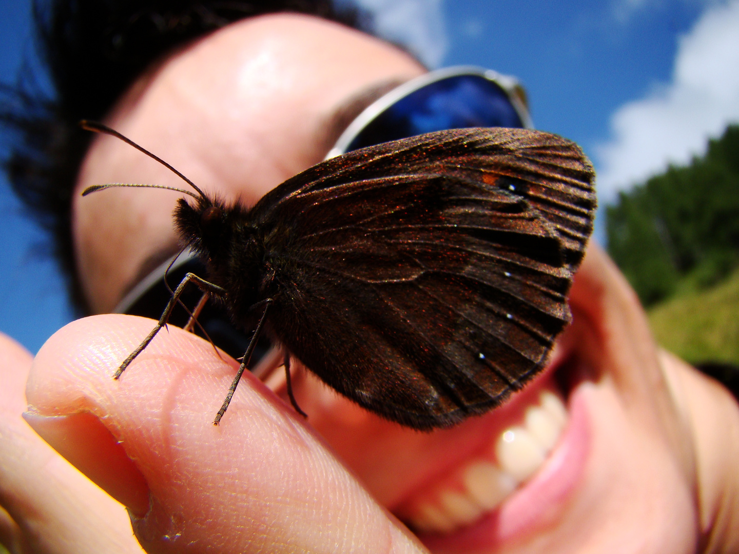 Curious Butterfly