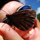 Curious Butterfly