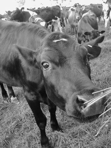 curious calf