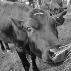 curious calf