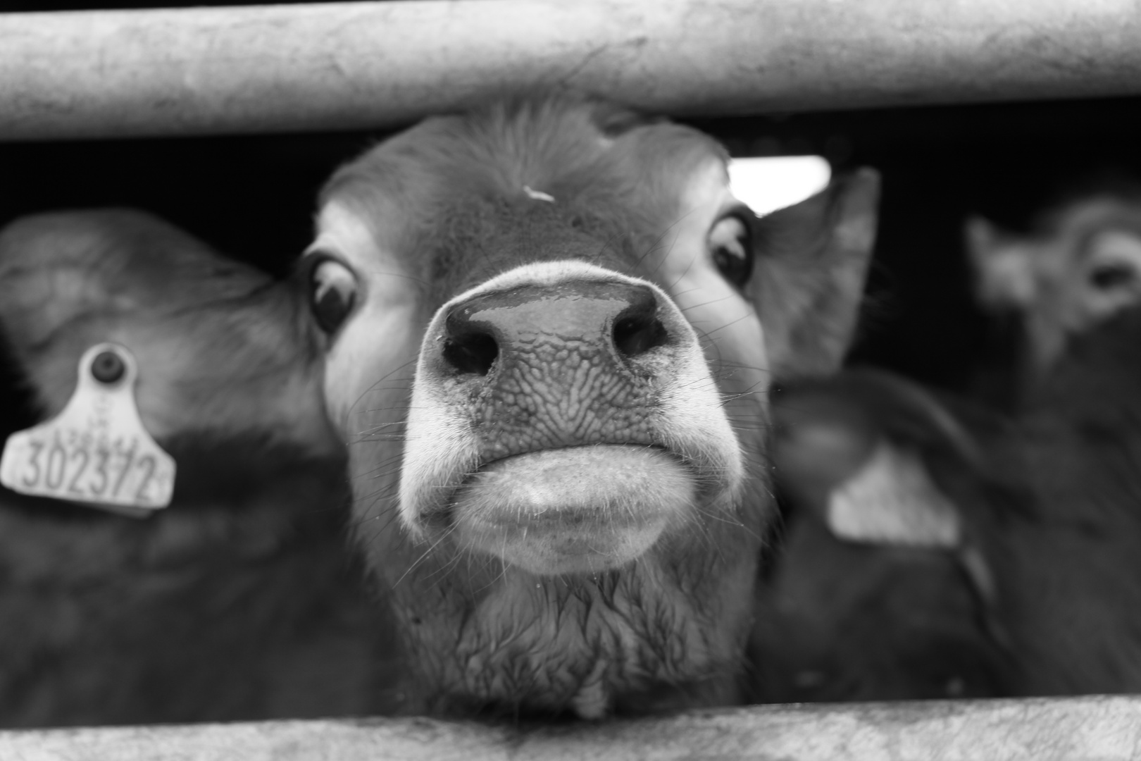 Curious Calf