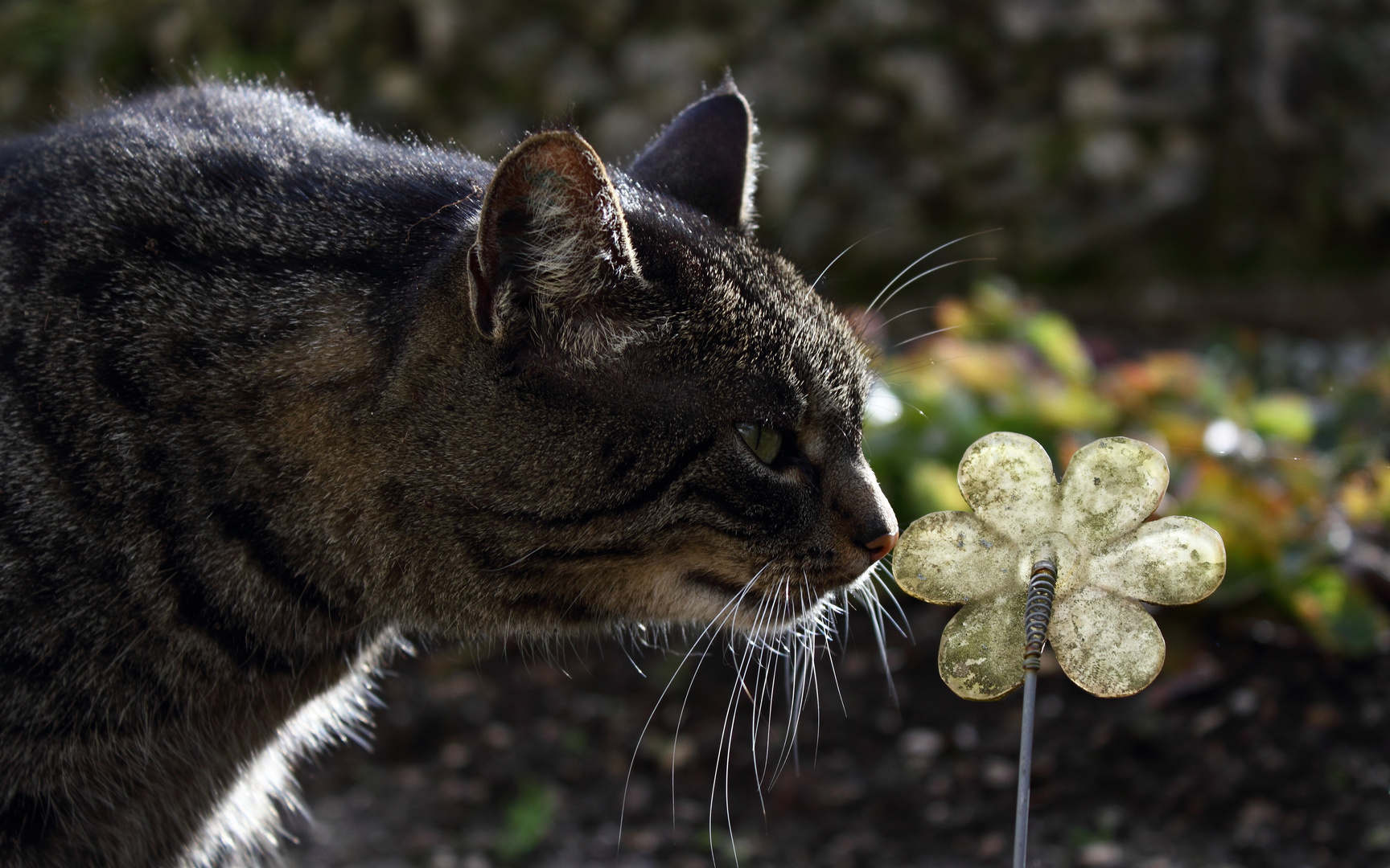 curious cat