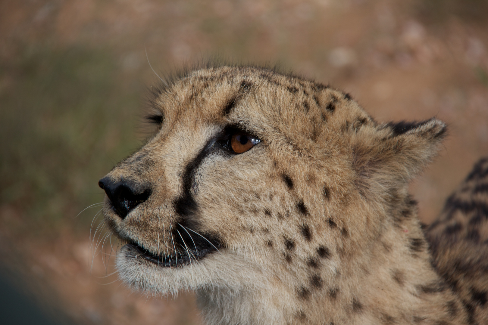 Curious cheetah in Etosha