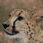 Curious cheetah in Etosha