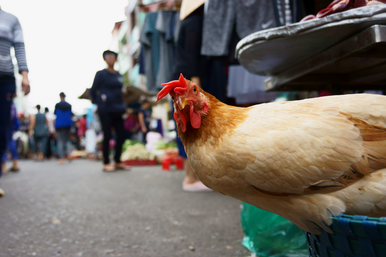 curious chicken