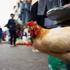 curious chicken