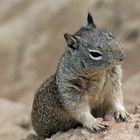 Curious chipmunk