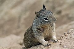 Curious chipmunk