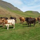 Curious Cows