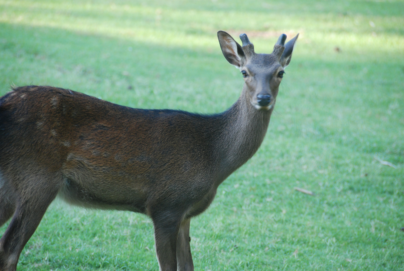 curious deer