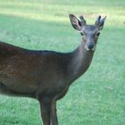 curious deer