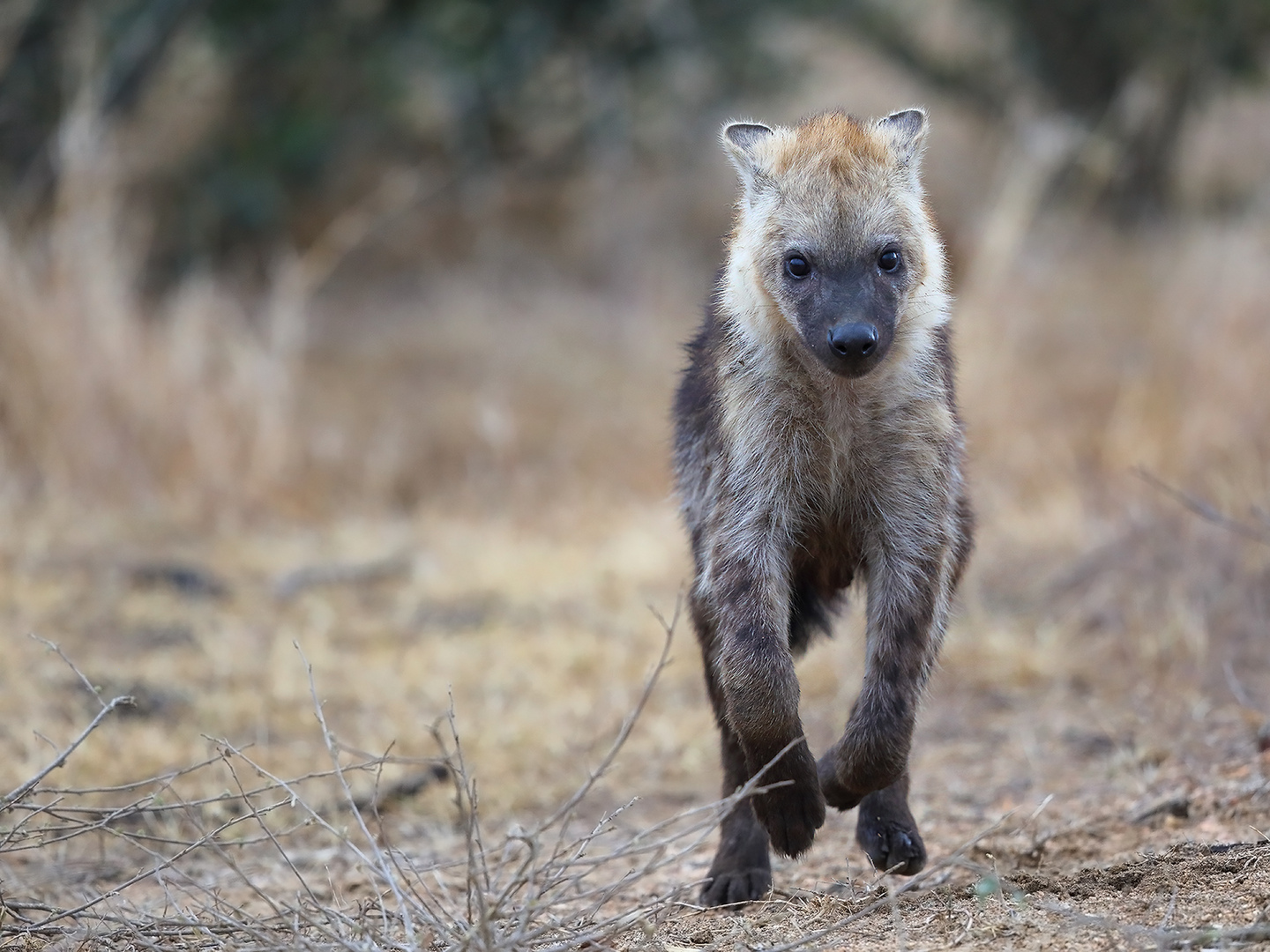 curious - encounter with a curious young hyena