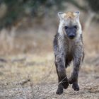 curious - encounter with a curious young hyena