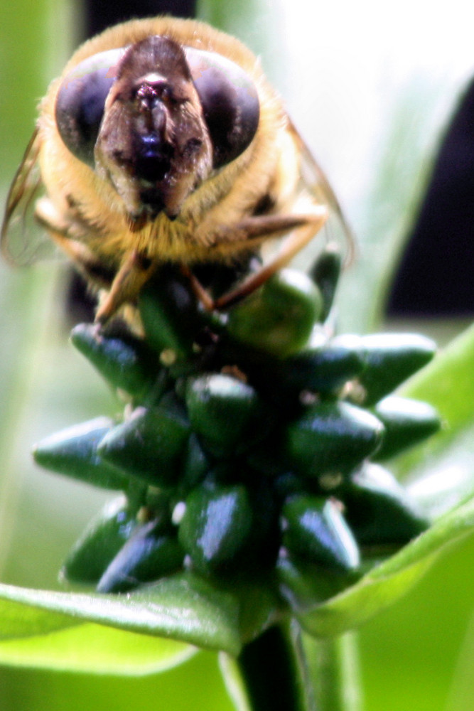 Curious Fly