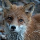 Curious fox