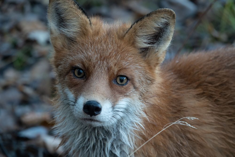 Curious fox