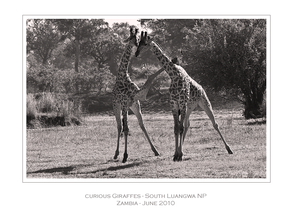 curious Giraffes