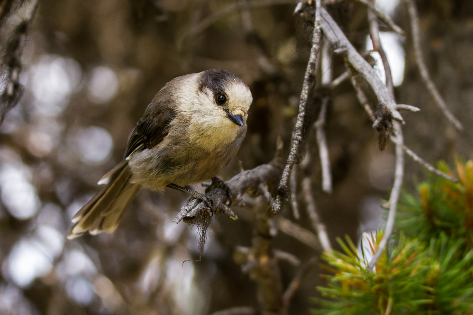 Curious Gray Jay