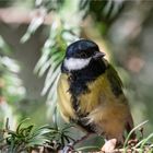 Curious Great tit