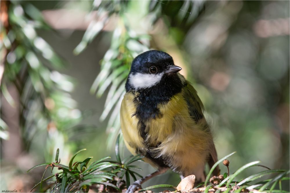 Curious Great tit