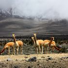 Curious Guanacos