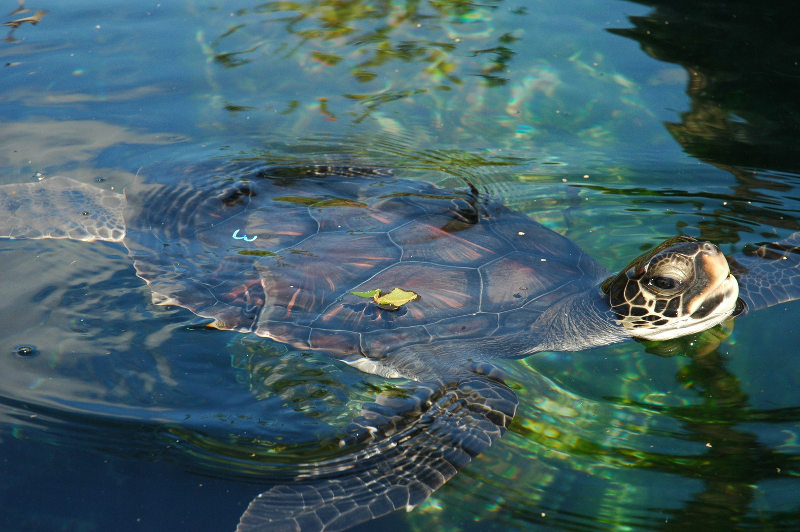 Curious Honu