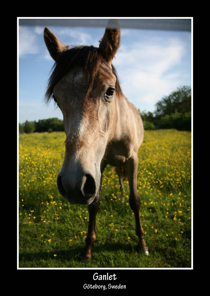 Curious horse