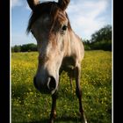 Curious horse