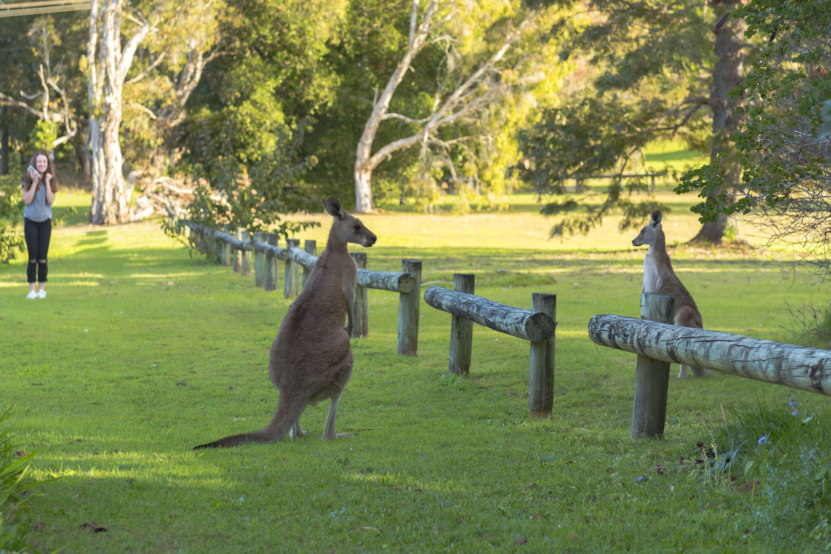 Curious Kangaroos