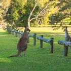 Curious Kangaroos