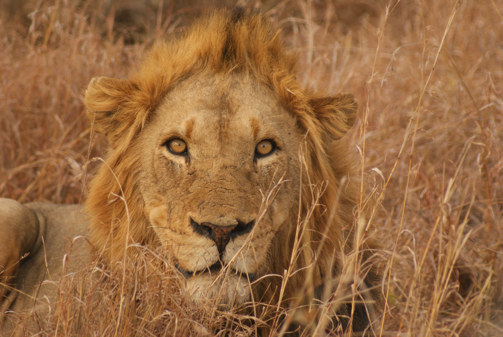 Curious Lion